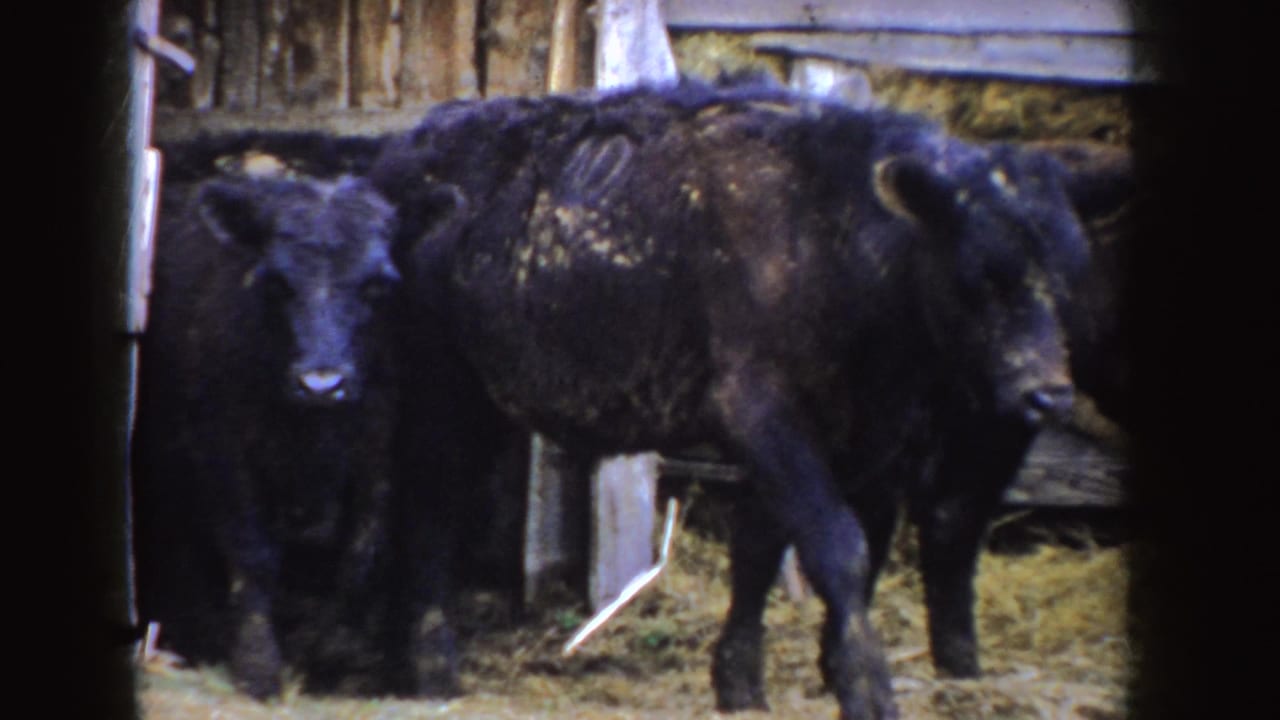 Black calves shift near the wooden wall of a barn in 1955 Idaho home-movie footage.