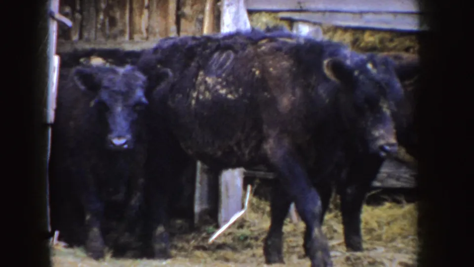 Black calves shift near the wooden wall of a barn in 1955 Idaho home-movie footage.