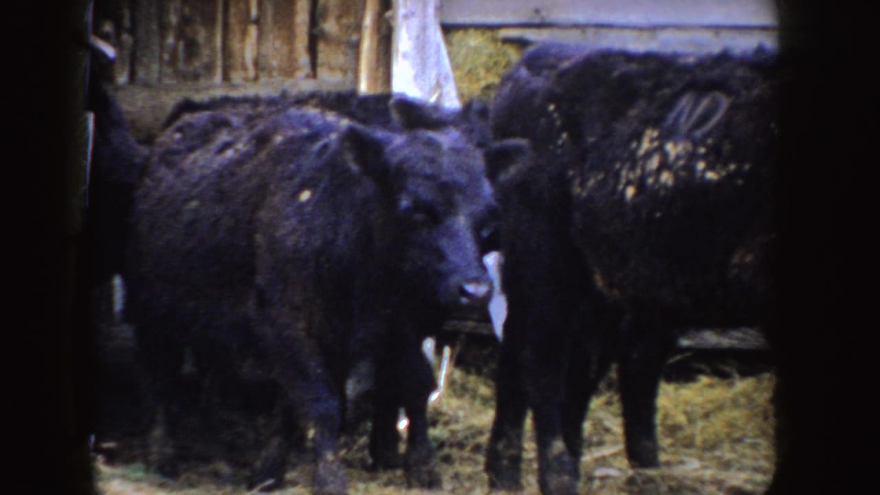 A close 8mm view shows black calves crowding the frame inside a hay-strewn Idaho barn.