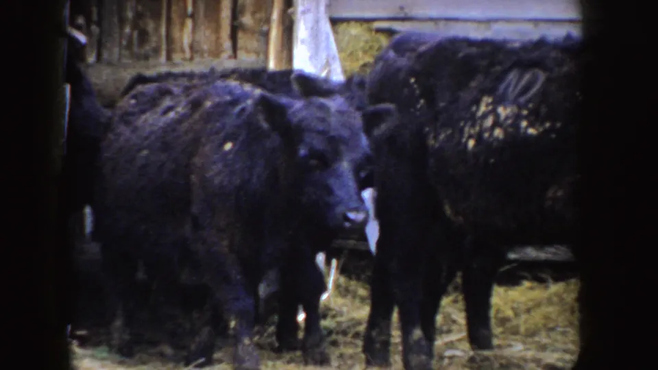 A close 8mm view shows black calves crowding the frame inside a hay-strewn Idaho barn.