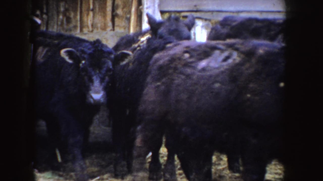 A crowded barn view shows black calves at close range, including one facing the camera in 1955 Idaho footage.