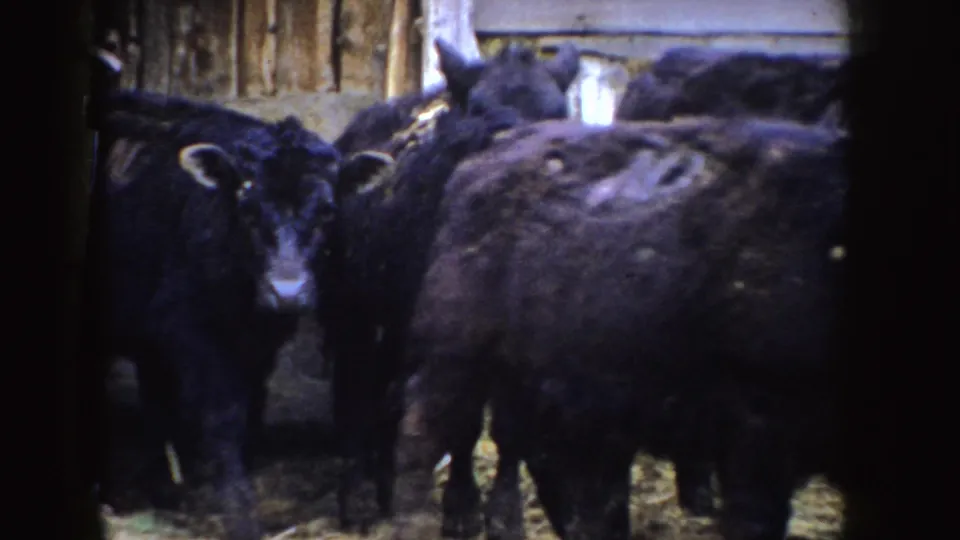 A crowded barn view shows black calves at close range, including one facing the camera in 1955 Idaho footage.