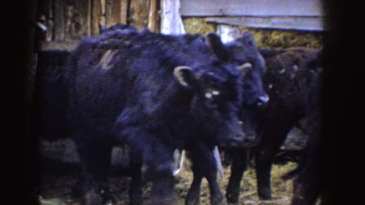 Black calves standing in a wooden barn pen with straw on the ground.