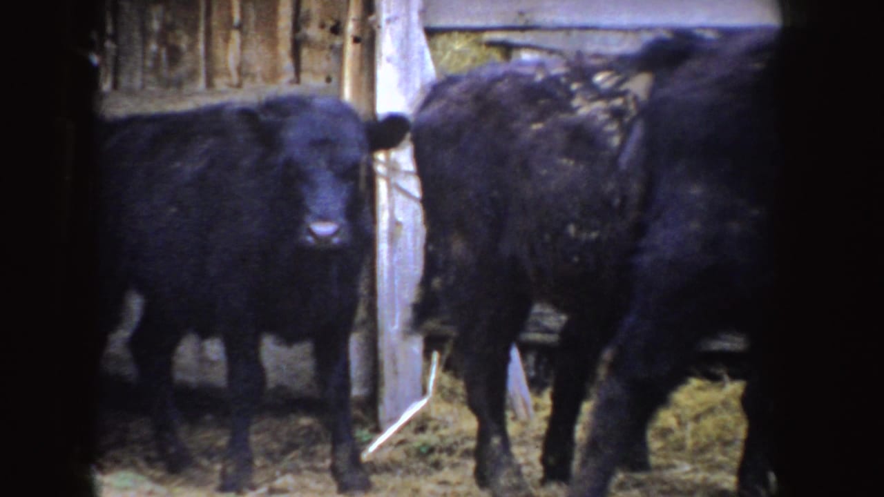 Several black calves face and turn within a wooden barn pen in 1955 Idaho home-movie footage.