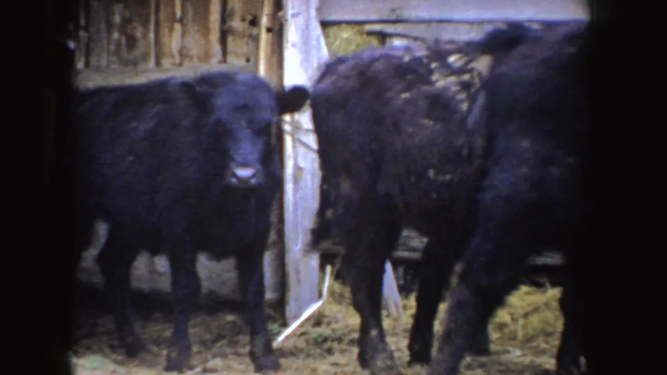 Several black calves face and turn within a wooden barn pen in 1955 Idaho home-movie footage.