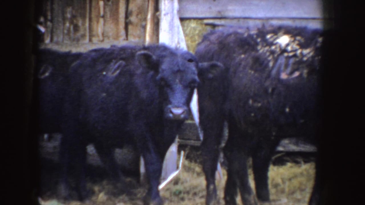 A black calf faces the camera while another calf stands nearby in a wooden Idaho barn pen, as supported by the clip metadata.