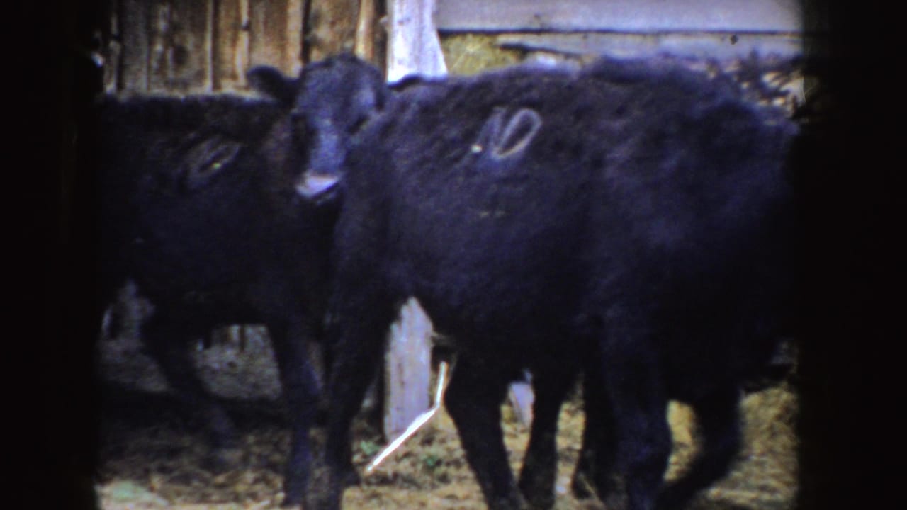 Black calves move through a rustic wooden barn pen in 1955 Idaho footage, with soft grain and blue color shift visible.