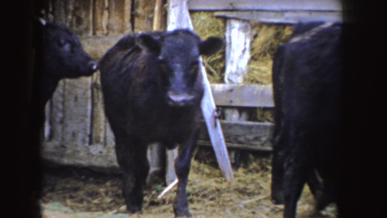 Black calves stand on straw inside a rustic wooden barn area.
