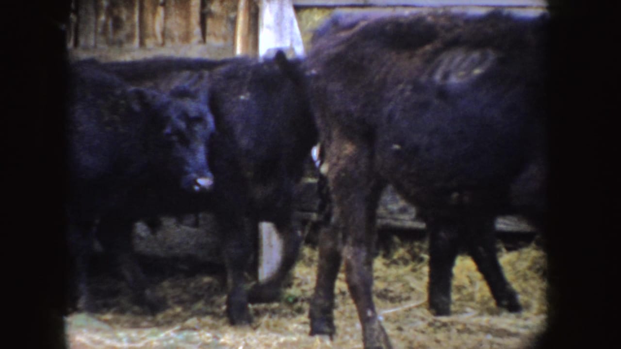 1955 Idaho 8mm frame with black calves moving past wooden rails and straw inside a rustic barn setting.