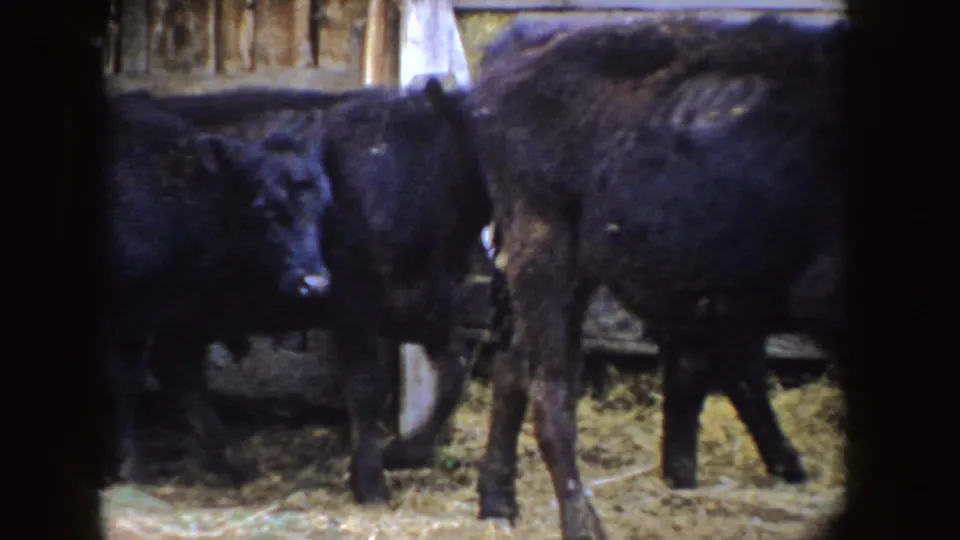 1955 Idaho 8mm frame with black calves moving past wooden rails and straw inside a rustic barn setting.