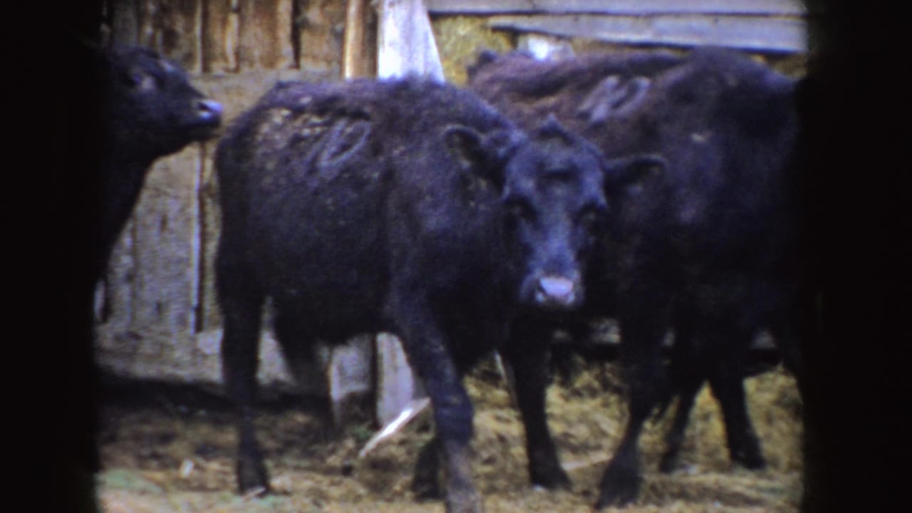 1955 Idaho 8mm frame showing a black calf marked with a white number standing near other calves in a barn.