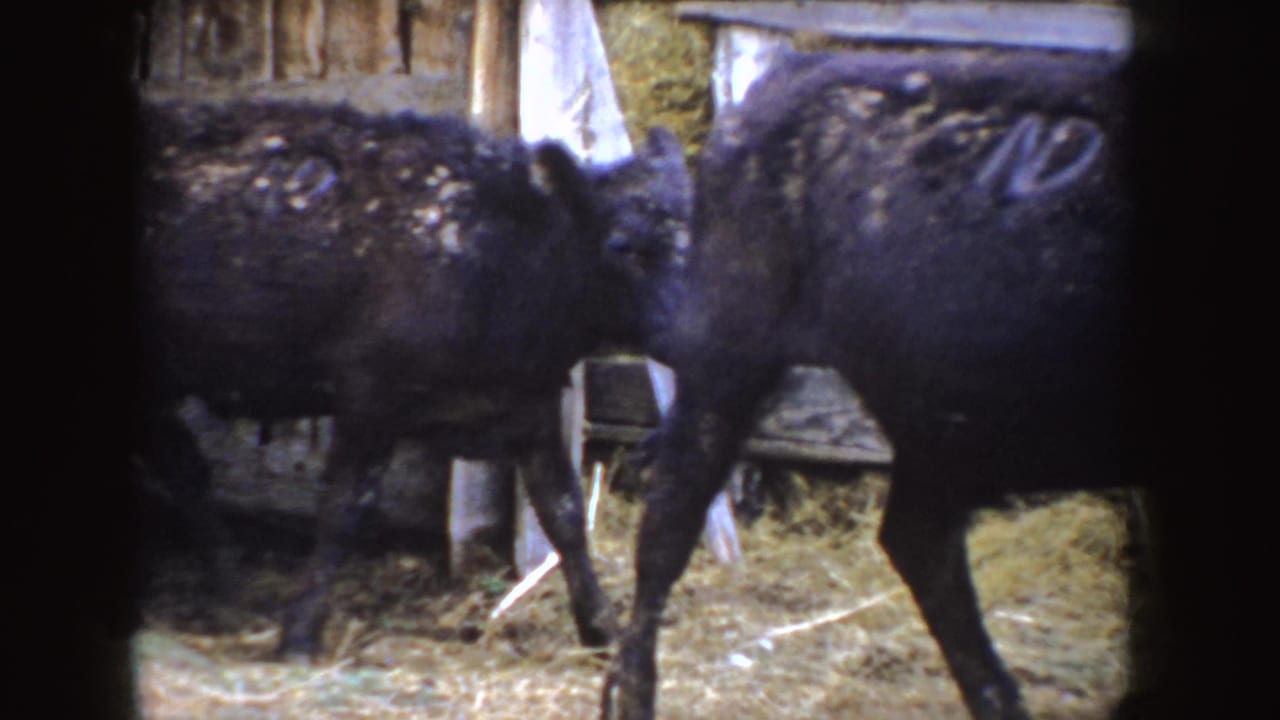 1955 Idaho 8mm frame showing numbered black calves moving through straw beside rough wooden barn rails.