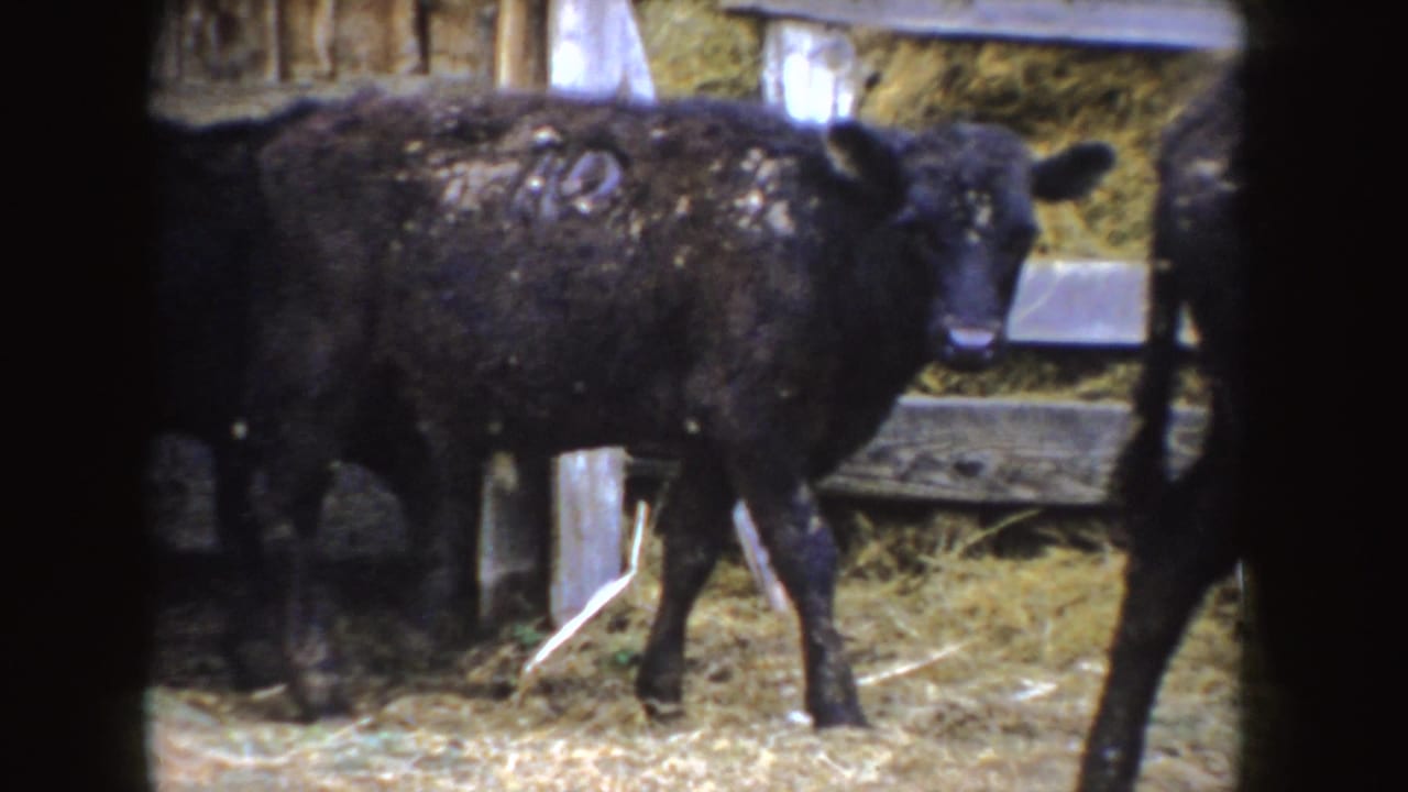 Black calf with white side marking stands on straw inside a wooden barn.