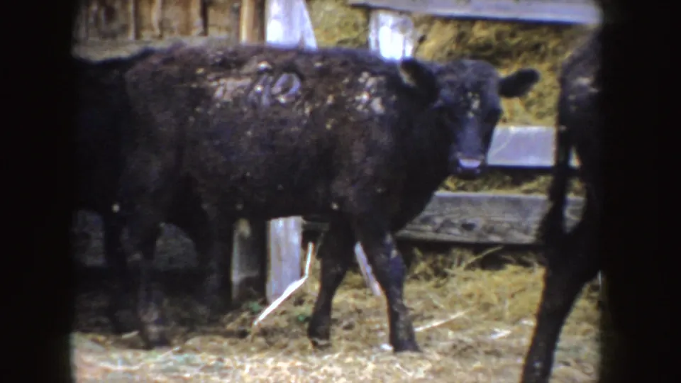 1955 Idaho 8mm frame showing a black calf with a white side number in a straw-covered wooden cow shed.