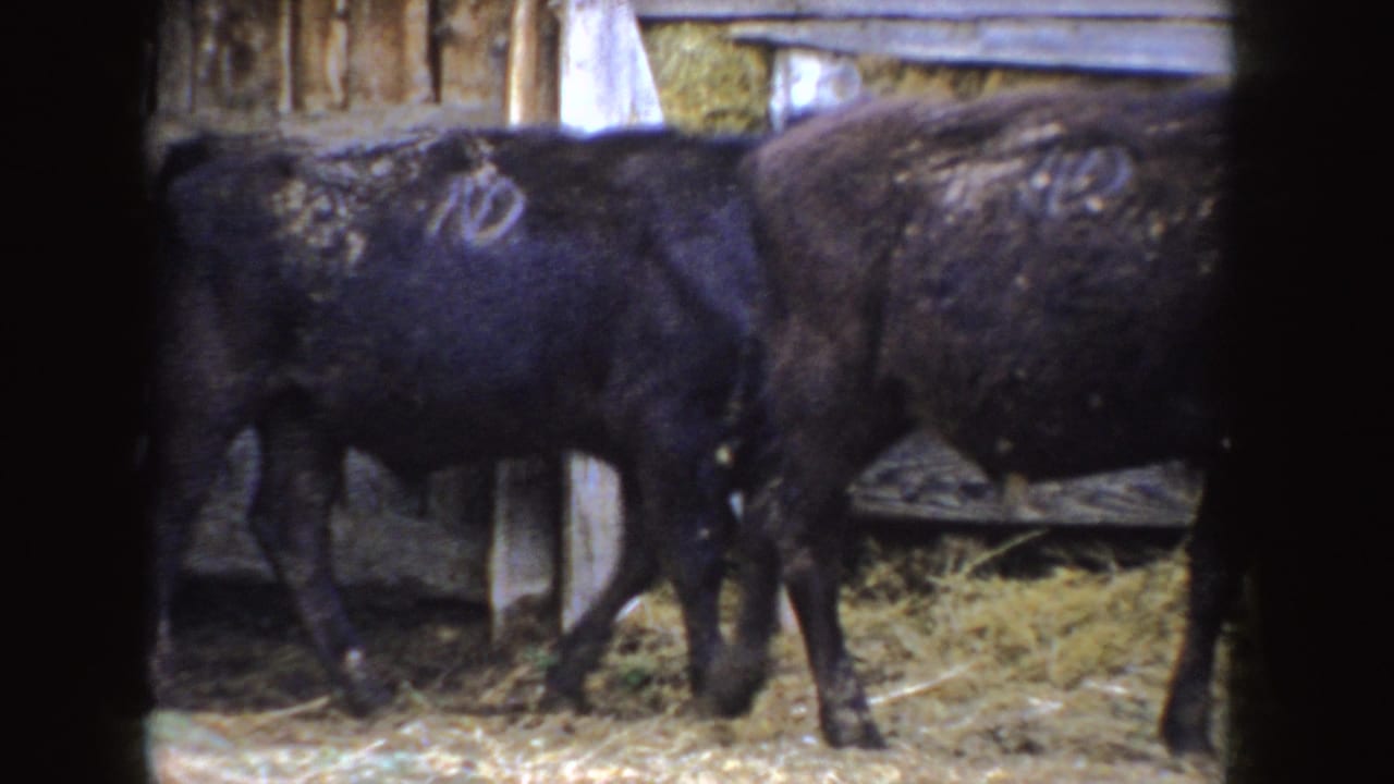 Black calves move through a dim Idaho farm shed, with straw underfoot and rough wooden boards behind them.