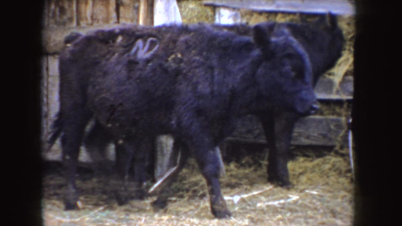 A black calf marked with a white number walks across straw inside a rustic 1955 Idaho farm building.