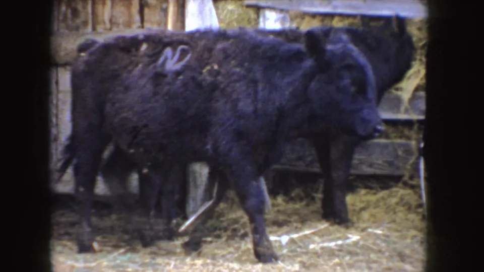 A black calf marked with a white number walks across straw inside a rustic 1955 Idaho farm building.