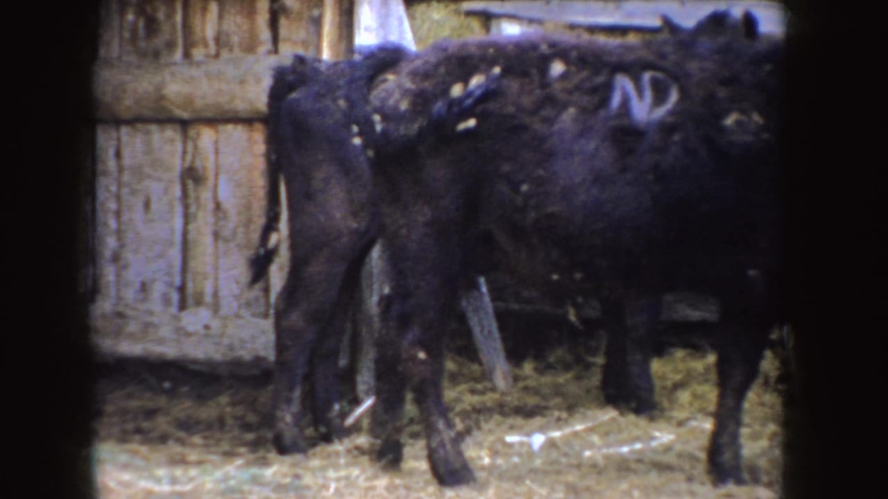 Close 8mm view of black calves with white side markings standing near wooden barn boards and straw in Idaho.