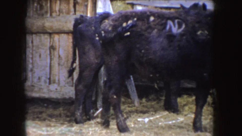 Close 8mm view of black calves with white side markings standing near wooden barn boards and straw in Idaho.