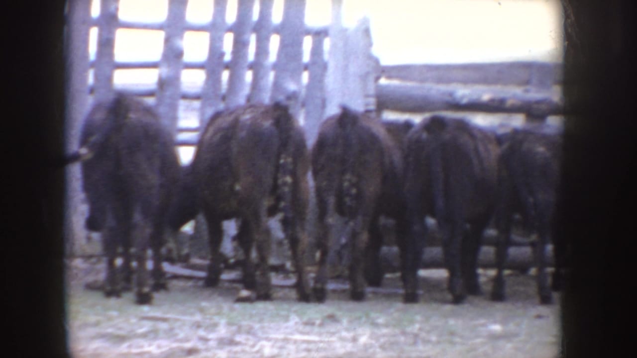Black cattle gathered near a barnyard fence and wooden farm structure.