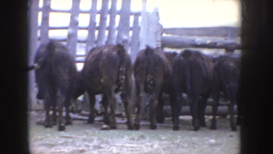 Black cattle stand and feed in a rustic Idaho farmyard in 1955, with fencing and a weathered barn structure behind them.