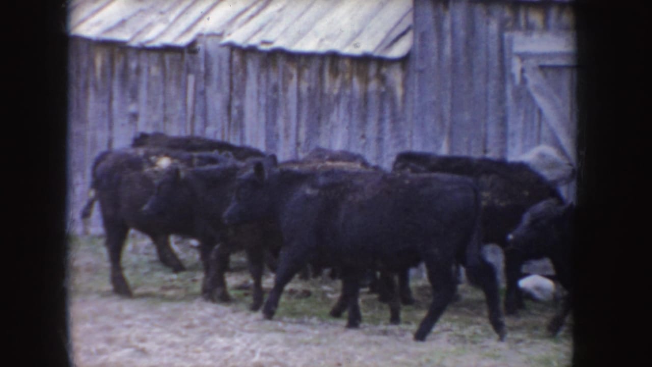 Black cattle move across a 1955 Idaho farmyard beside a weathered wooden barn with a corrugated roof.