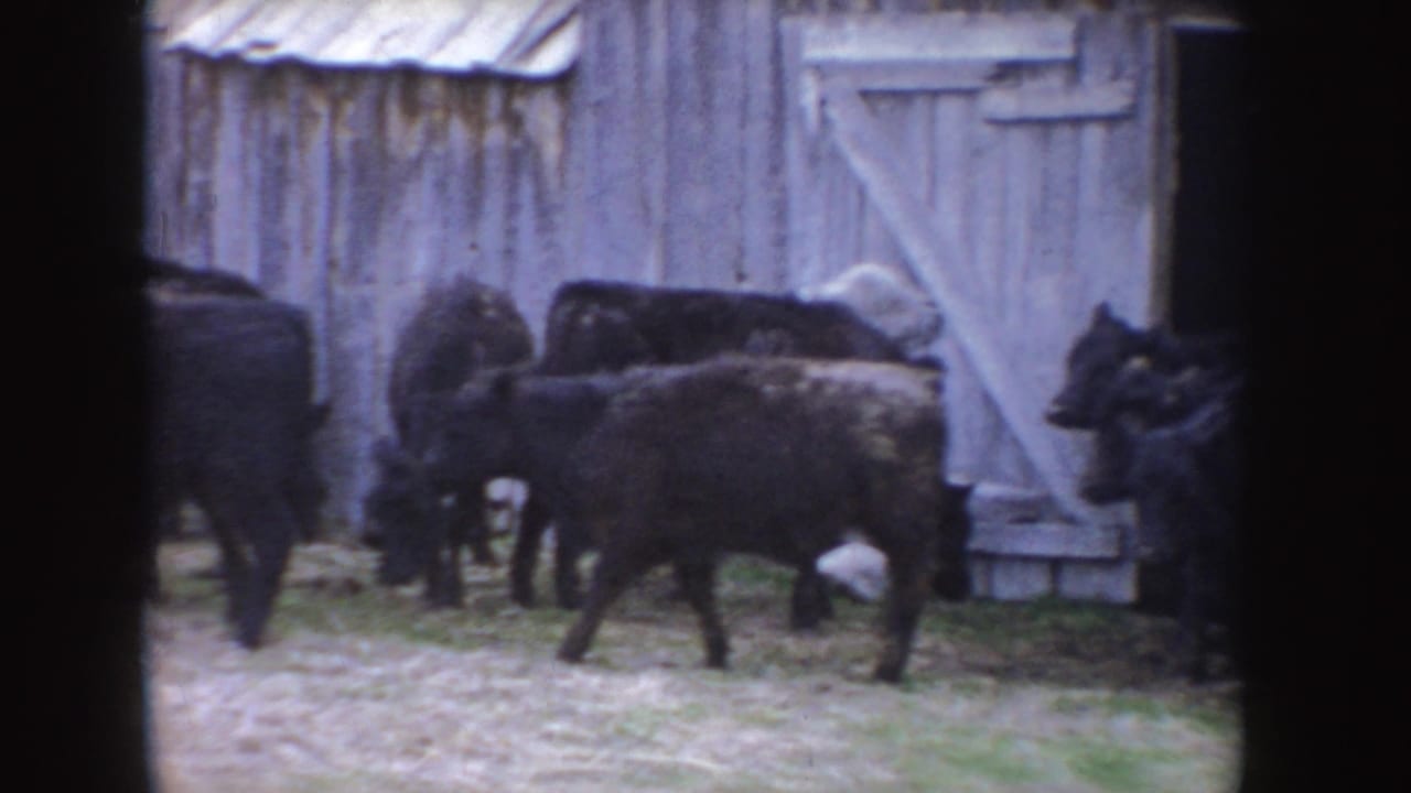 Cattle cross the Idaho farmyard in front of a pale wooden barn door, with the 8mm frame showing soft color and grain.