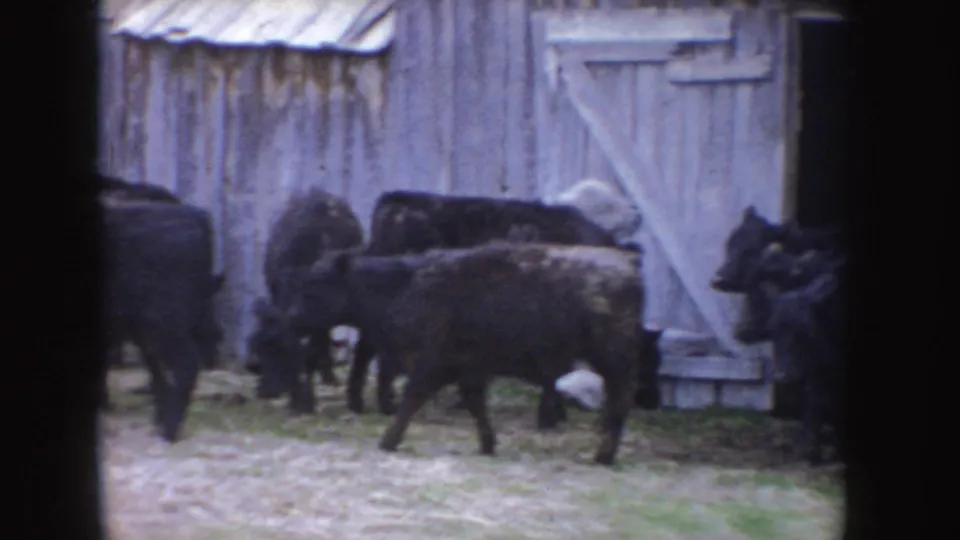 Cattle cross the Idaho farmyard in front of a pale wooden barn door, with the 8mm frame showing soft color and grain.