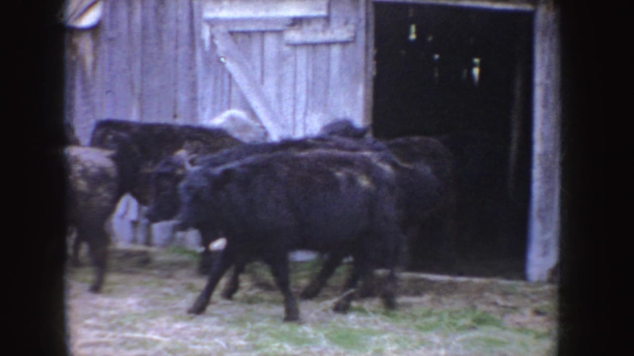 A group of black cattle moves toward and beside an open barn doorway on a 1955 Idaho farm, filmed in soft 8mm home-movie texture.