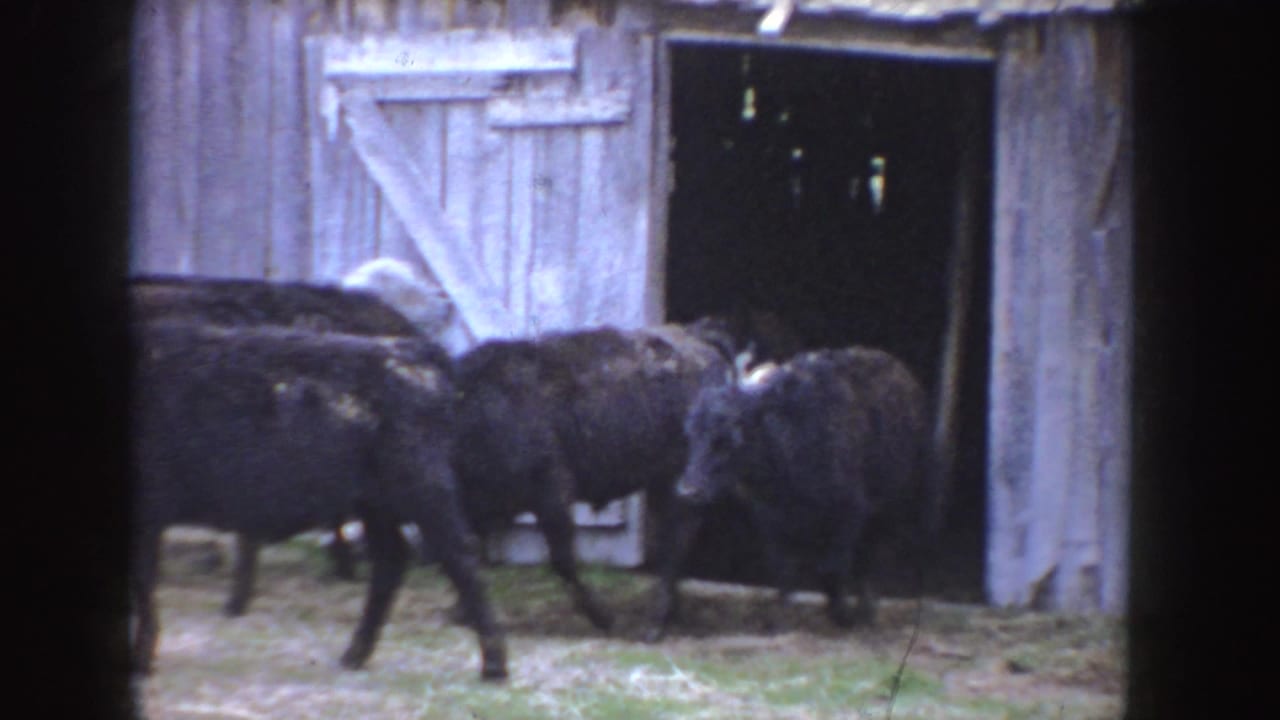 Calves walk across a yard in front of a weathered wooden barn.