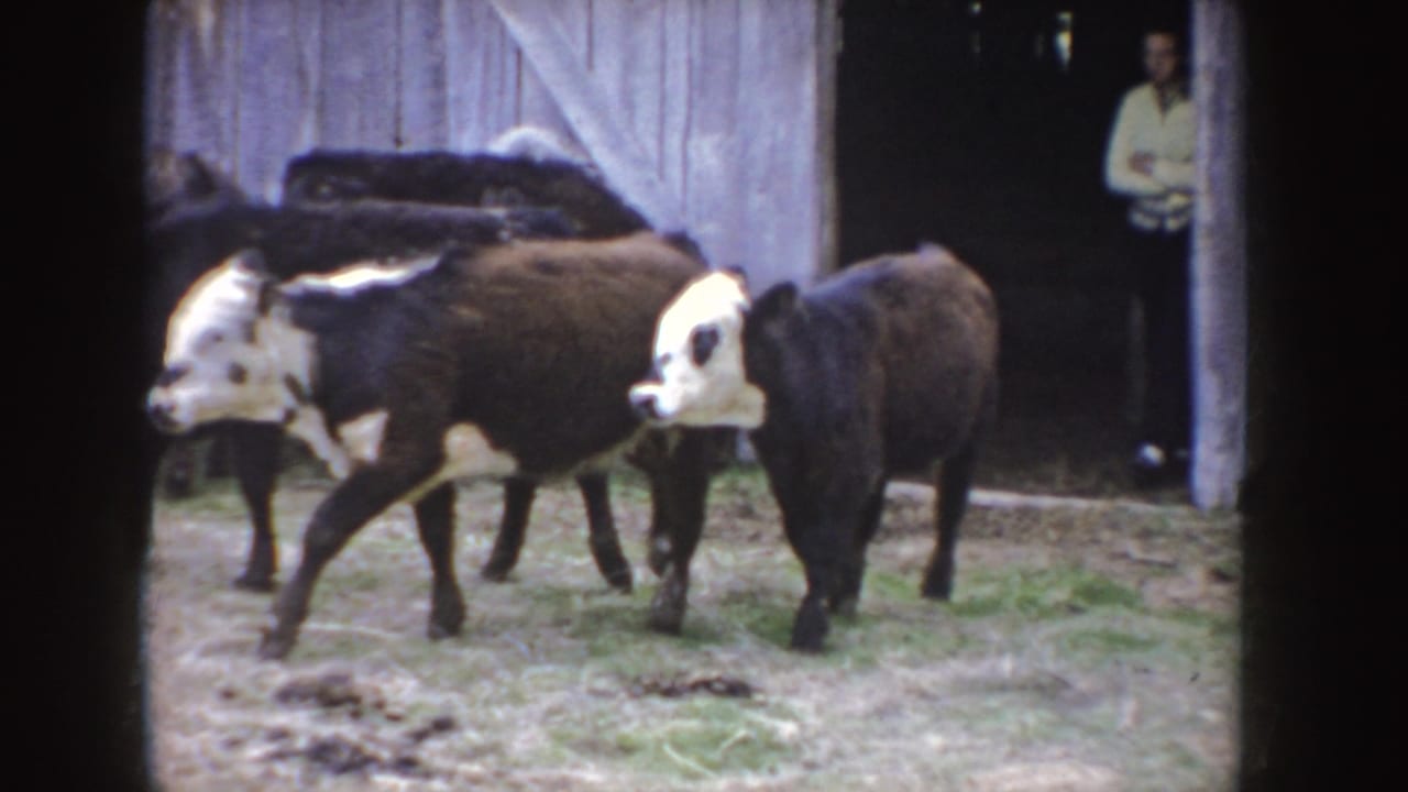 Calves gather near a weathered barn entrance in this 1955 Idaho rural home-movie frame.