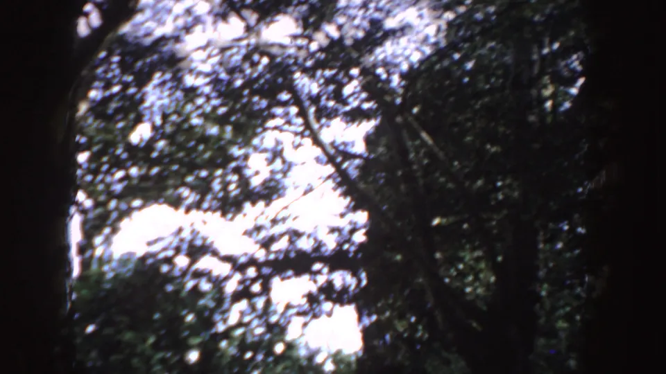 Soft 1955 Idaho 8mm frame looking up into dense tree canopy and bright sky during a handheld home-movie movement.