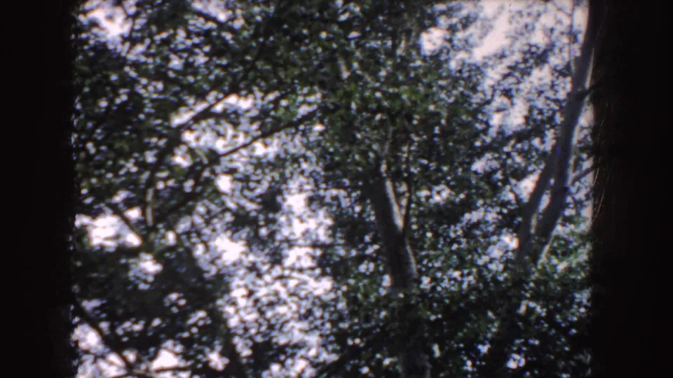 1955 Idaho 8mm frame filled by tall tree branches, dense leaves, bright sky, and dark vignetting from the home-movie scan.