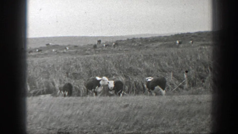 Cattle graze in a Montana ranch landscape, with tall grass, low hills, and a wide overcast sky visible beyond them.