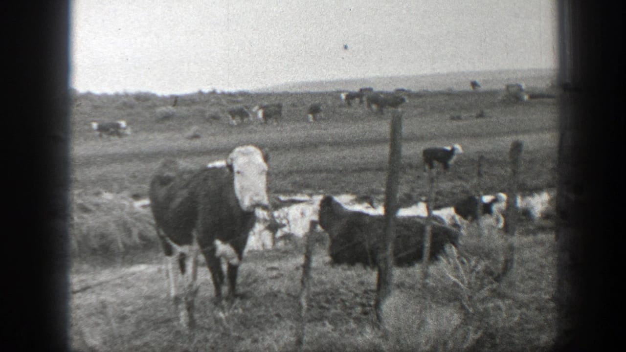 1939 Montana 8mm frame showing a black-and-white cow near a wooden fence, with other cattle scattered across open grassland.