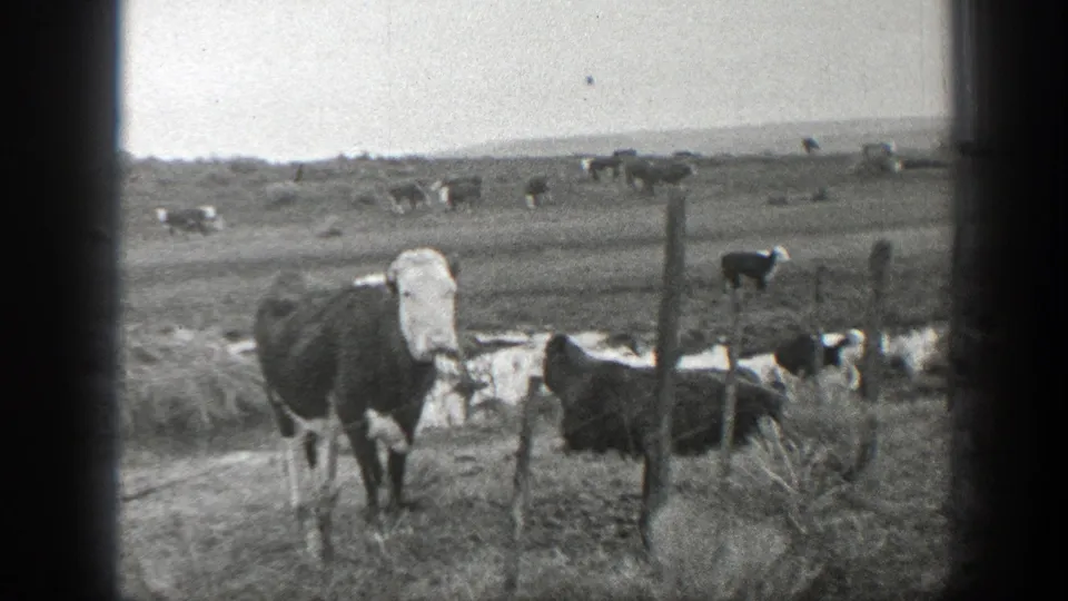 1939 Montana 8mm frame showing a black-and-white cow near a wooden fence, with other cattle scattered across open grassland.