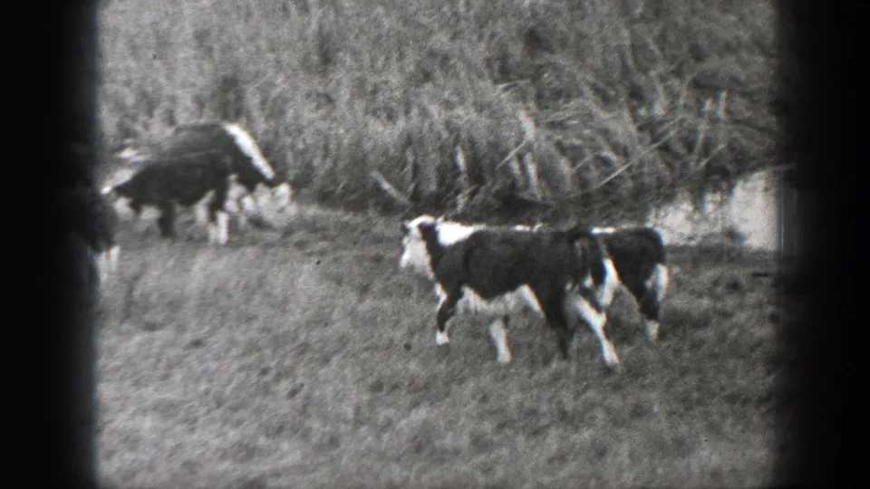 1939 Montana pasture view with black-and-white cattle grazing beside tall reeds or brush in soft 8mm focus.