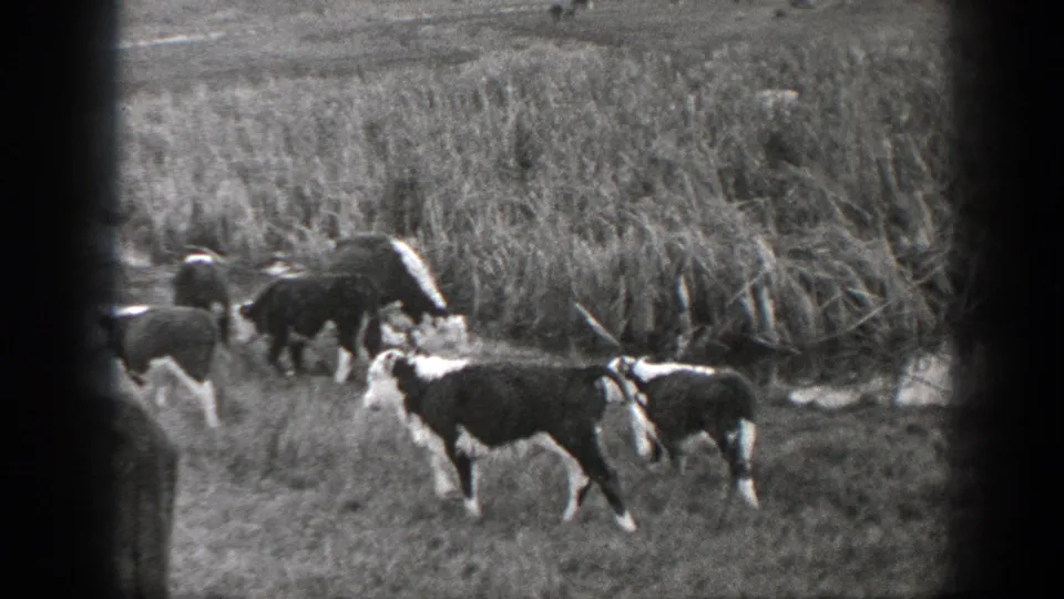 Black-and-white 8mm frame of cattle moving through a Montana pasture beside dense reeds or brush.