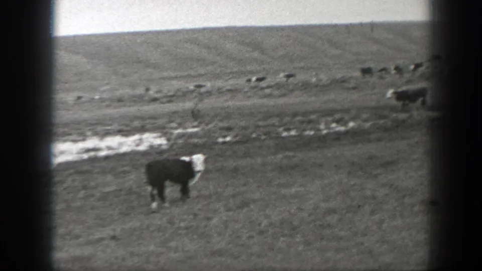 1939 Montana landscape frame with one cow in the foreground and a herd dispersed across rolling open pasture.