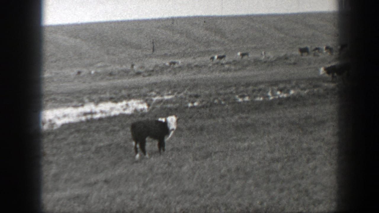 1939 Montana 8mm frame showing a cow in an open field with distant cattle, water patches, and dark film borders.