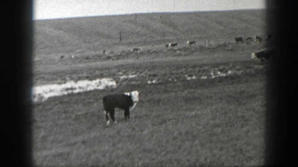 1939 Montana 8mm frame showing a cow in an open field with distant cattle, water patches, and dark film borders.