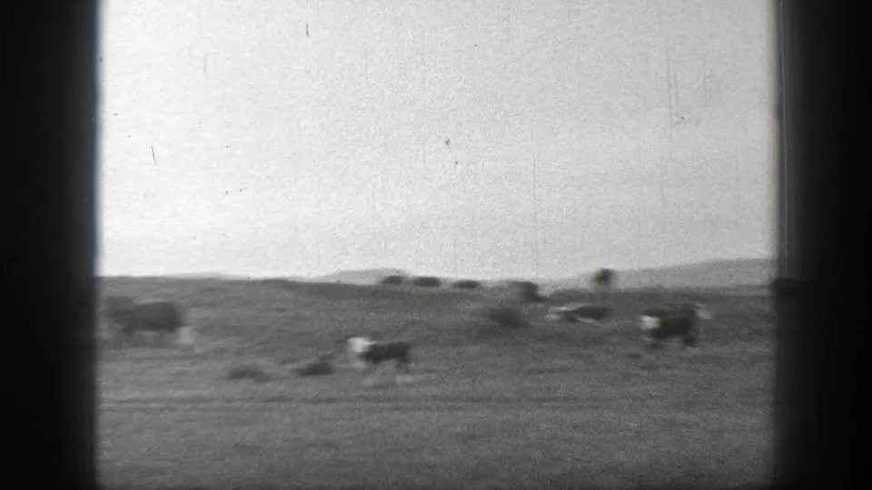 Black-and-white 8mm view of cattle spread across a Montana field, framed by dark home-movie gate edges.