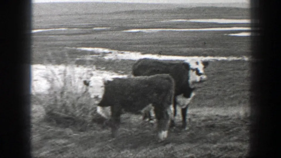 1939 Montana home-movie frame of two cattle near a waterhole, with open ground and pale patches behind them.
