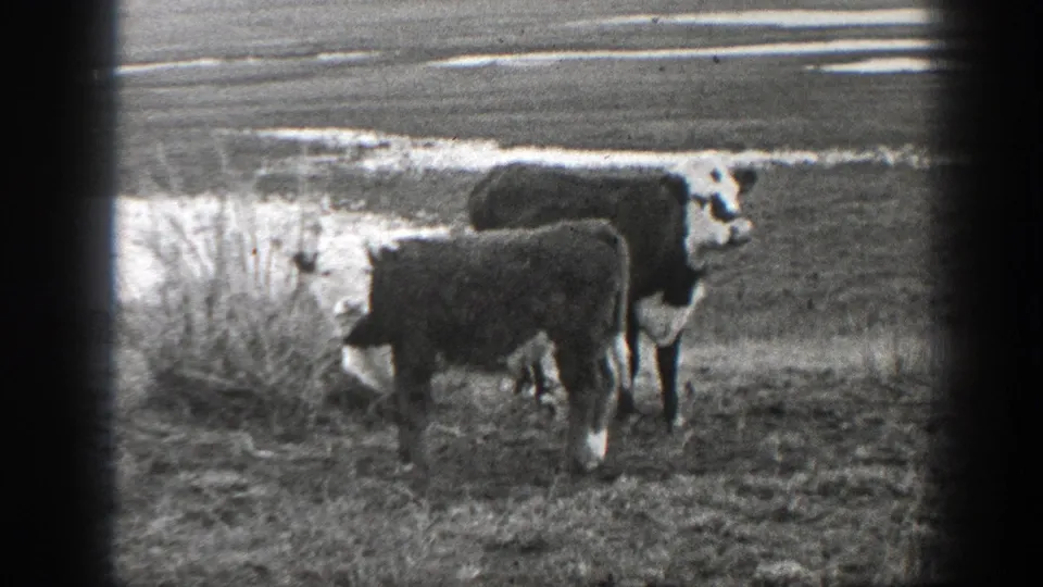 Black-and-white 8mm frame from 1939 Montana showing two cattle near brush, water patches, and open range.