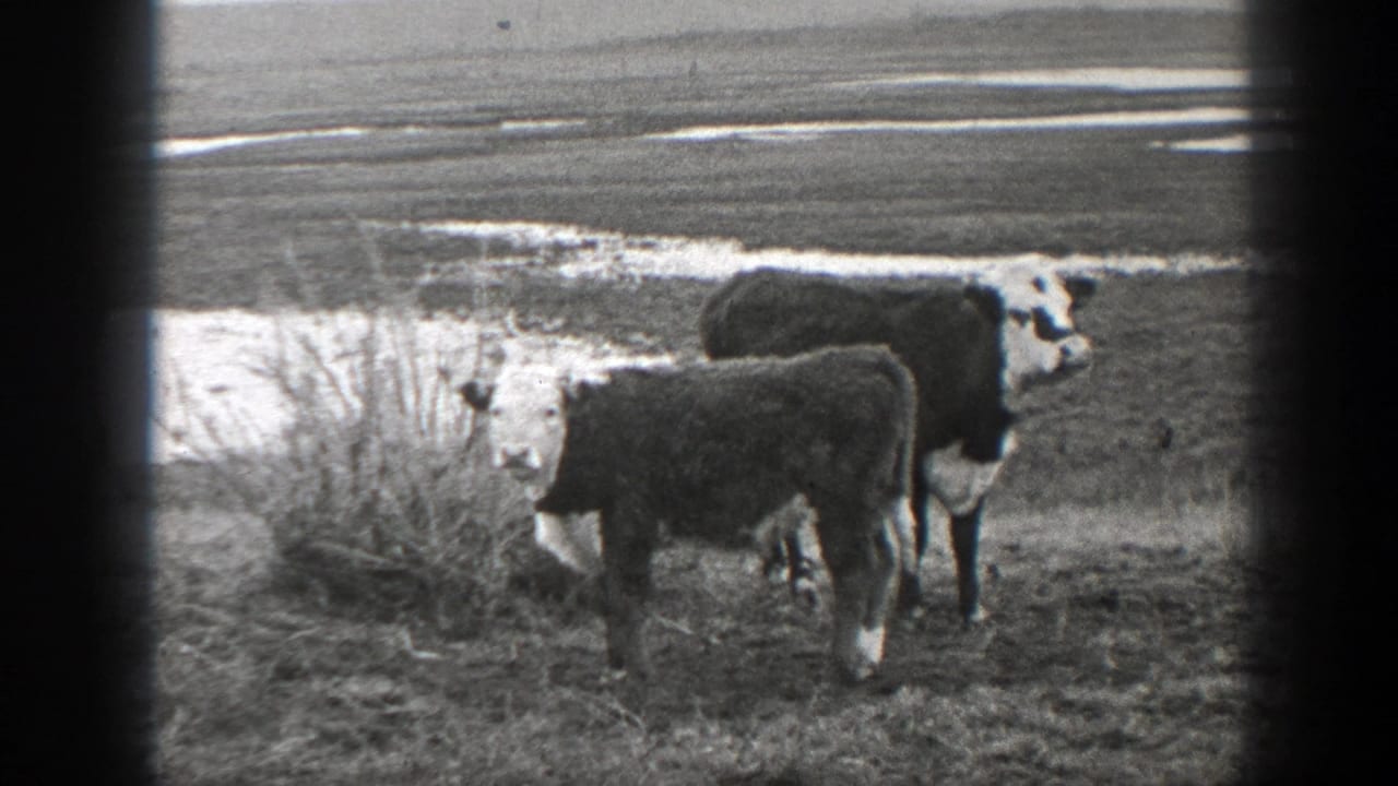 Two cattle stand in rough grass near a muddy waterway.