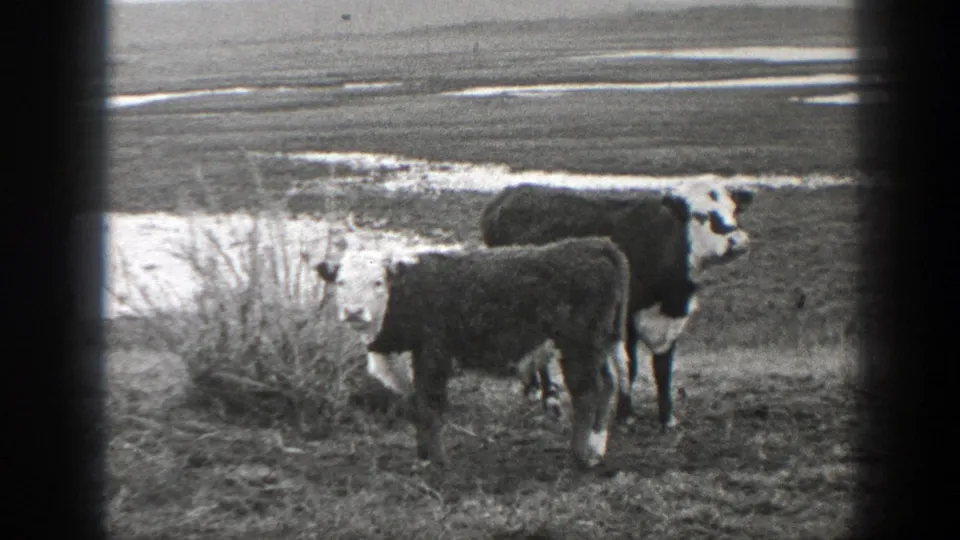 Black-and-white 1939 Montana home-movie frame showing two cattle in a grassy field beside a muddy water channel.