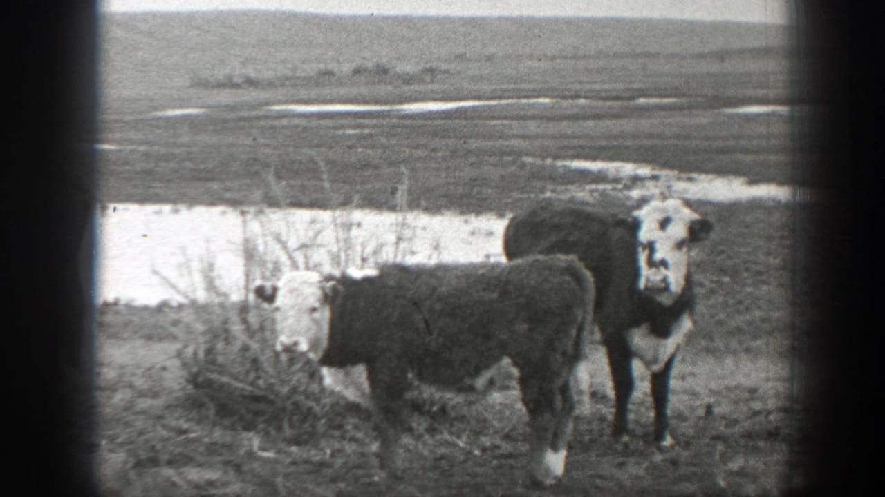 A white-faced cow and another cow stand beside brush near water.