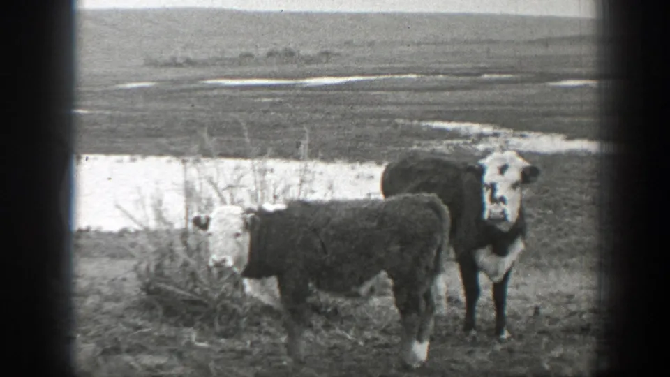 1939 Montana 8mm frame with a white-faced cow and another cow standing near brush and a shallow muddy waterway.