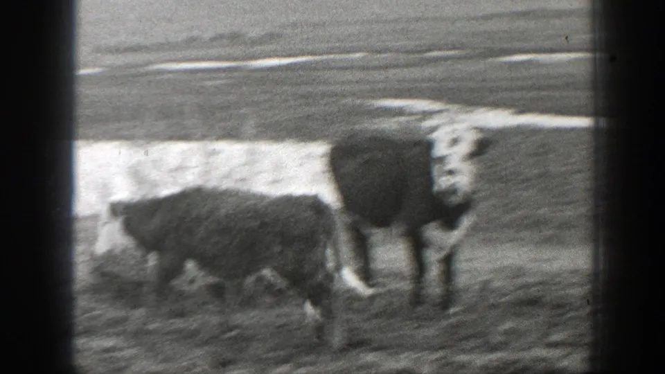 Black-and-white Montana home-movie frame with two cattle blurred by motion near a muddy channel and open field.