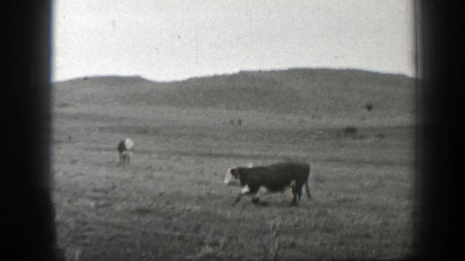 A cow crosses open Montana grassland while small distant figures and low hills sit in the background of the 8mm frame.